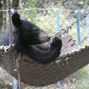 Bear in a Hammock