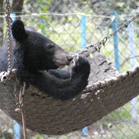 bear-in-hammock